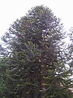 Araucaria, Araucaria araucana (Chili, Argentine) (Photo F. Mrugala) (3)